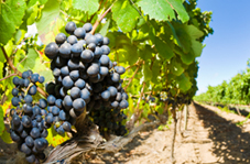 wine barrels